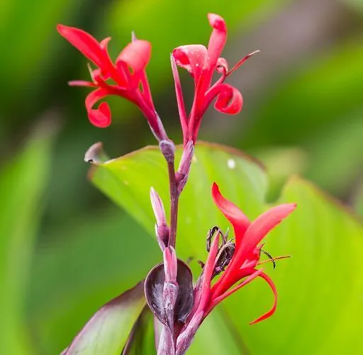 Capo Bianco بورتو أتْسورّو