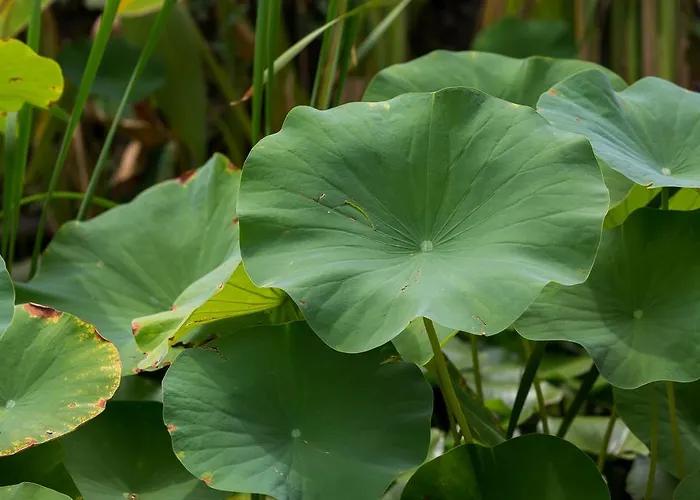 Capo Bianco بورتو أتْسورّو